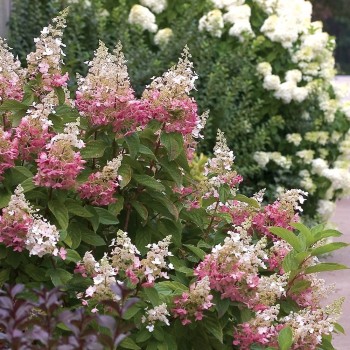 Skarainā hortenzija ,,Pinky Winky,, /Hydrangea paniculata/ -  C20 kont.