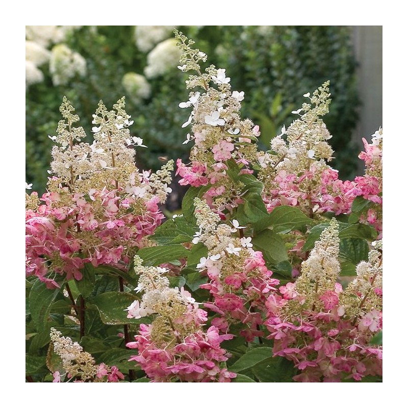 Skarainā hortenzija ,,Pinky Winky,, /Hydrangea paniculata/ -  C20 kont.