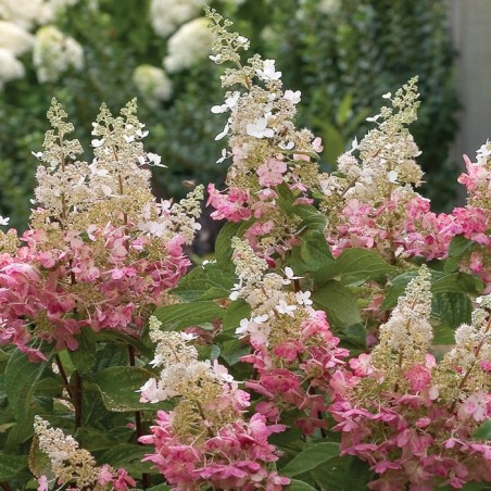 Skarainā hortenzija ,,Pinky Winky,, /Hydrangea paniculata/ -  C20 kont.