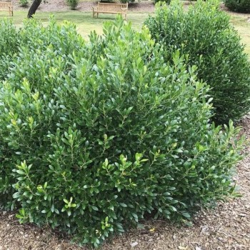 Īlekss, zilganais, Meservas ,,Blue Prince,,/Ilex x meserveae/  (vīr.) - C2 kont., 40-60cm.