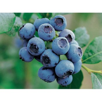 Krūmmellene ,,Bluecrop,, /Vaccinium corymbosum/ - C4 kont.