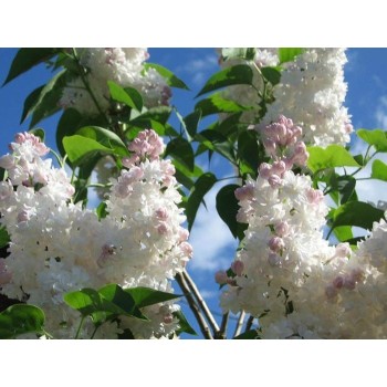 Ceriņš 'Krasavitsa Moskwy' /Syringa vulgaris/- C3 kont.