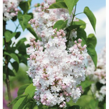 Ceriņš 'Krasavitsa Moskwy' /Syringa vulgaris/- C3 kont.