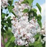 Ceriņš 'Krasavitsa Moskwy' /Syringa vulgaris/- C3 kont.