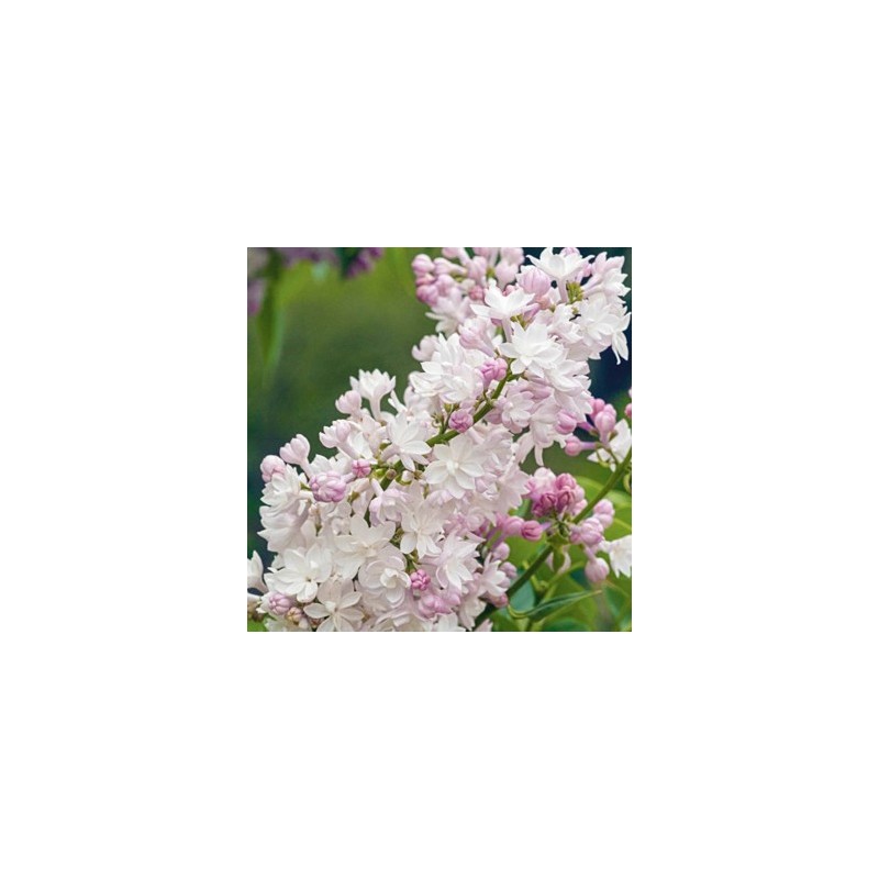 Ceriņš 'Krasavitsa Moskwy' /Syringa vulgaris/- C3 kont.