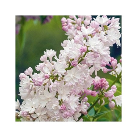 Ceriņš 'Krasavitsa Moskwy' /Syringa vulgaris/- C3 kont.