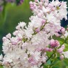 Ceriņš 'Krasavitsa Moskwy' /Syringa vulgaris/- C3 kont.