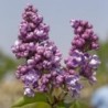 Ceriņš ,,Pamiec o Wawilowie,, /syringa vulgaris/ - C3 kont.