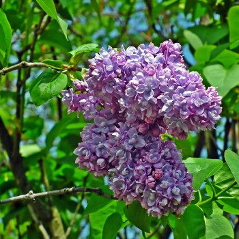 Ceriņš ,,Pamiec o Wawilowie,, /syringa vulgaris/ - C3 kont.