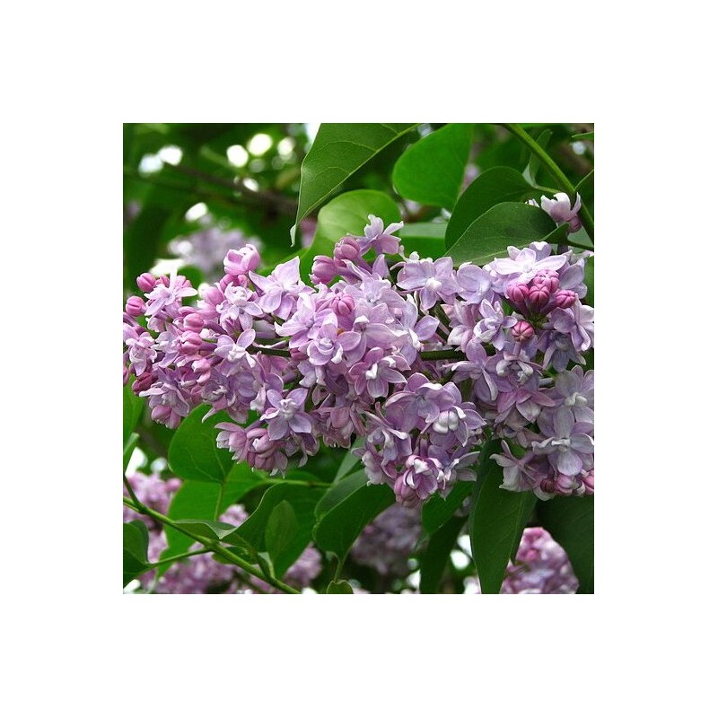 Ceriņš ,,Pamiec o Wawilowie,, /syringa vulgaris/ - C3 kont.