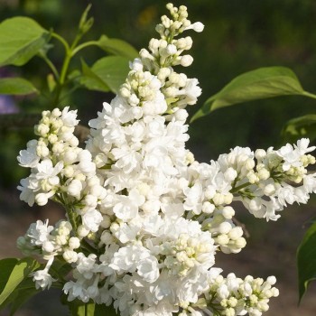 Ceriņš 'Miss Ellen Willmott' /Syringa vulgaris/- C3 kont.