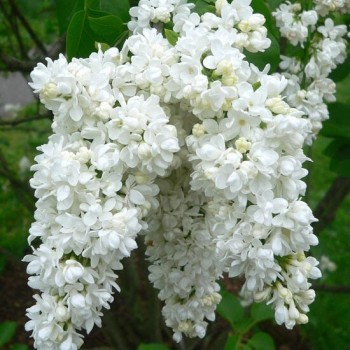 Ceriņš 'Miss Ellen Willmott' /Syringa vulgaris/- C3 kont.