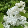 Ceriņš 'Miss Ellen Willmott' /Syringa vulgaris/- C3 kont.