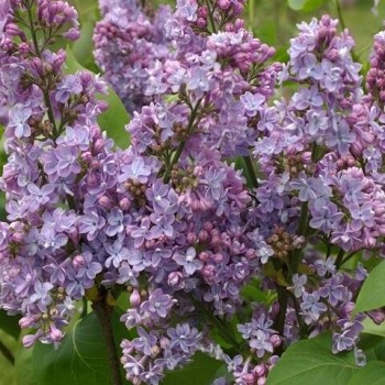 Ceriņš 'Nadezhda' /Syringa vulgaris/- C3 kont.