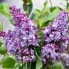 Ceriņš 'Nadezhda' /Syringa vulgaris/- C3 kont.