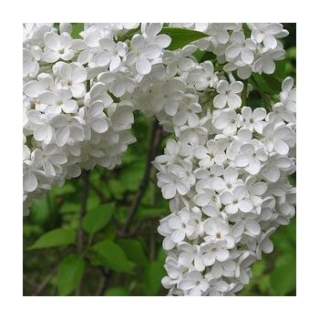 Ceriņš 'Lebioduszka' /Syringa vulgaris/- C3 kont.