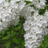 Ceriņš 'Lebioduszka' /Syringa vulgaris/- C3 kont.