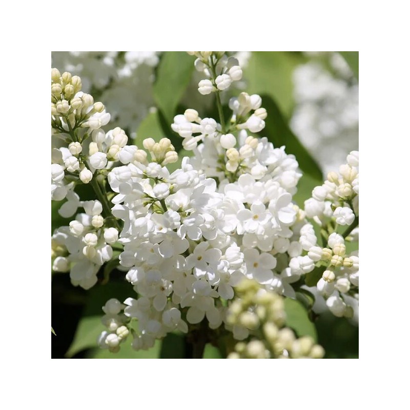 Ceriņš 'Lebioduszka' /Syringa vulgaris/- C3 kont.