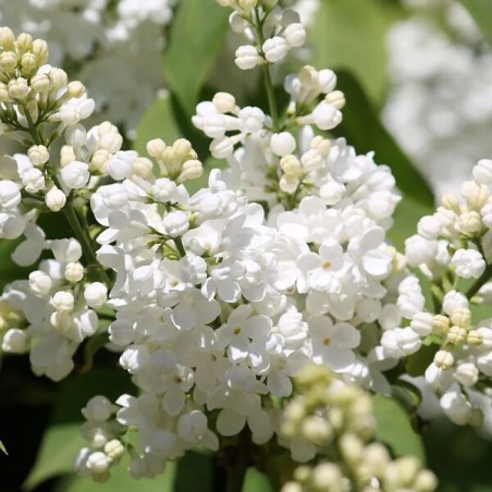 Ceriņš 'Lebioduszka' /Syringa vulgaris/- C3 kont.