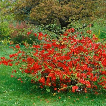 Japānas krūmcidonija "Sargentii" /chaenomeles japonica/ - C2 kont.