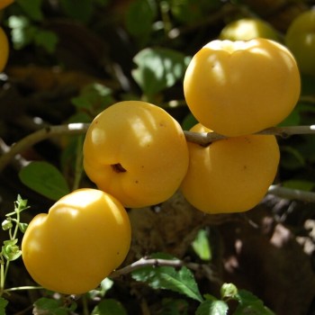 Japānas krūmcidonija "Sargentii" /chaenomeles japonica/ - C2 kont.