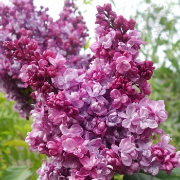 Ceriņš 'Prince Wolkonsky' /Syringa vulgaris/ - C3 kont.