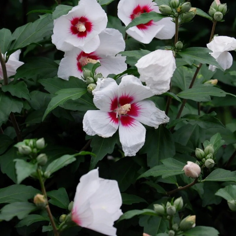 Hibisks, Sīrijas - Ķīnas roze "Red heart" /hibiscus/ - C2 Kont.