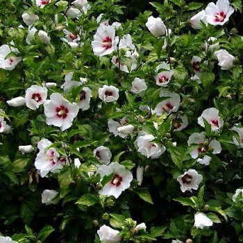 Sīrijas hibisks - Ķīnas roze "Red heart" /hibiscus/ - C2 Kont.