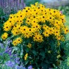 Rudbekija 'Goldsturm' /Rudbeckia f./ - P14 kont.