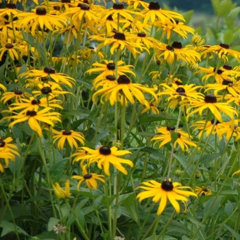 Rudbekija 'Goldsturm' /Rudbeckia f./ - P14 kont.