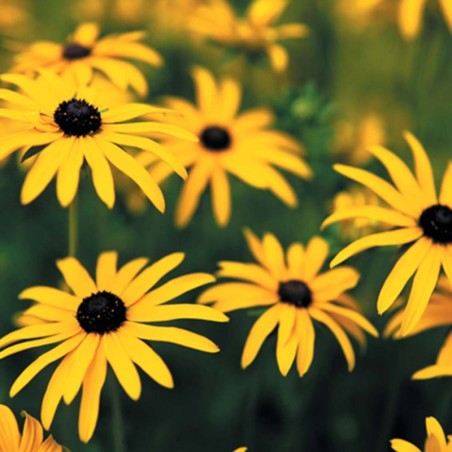 Rudbekija 'Goldsturm' /Rudbeckia f./ - P14 kont.