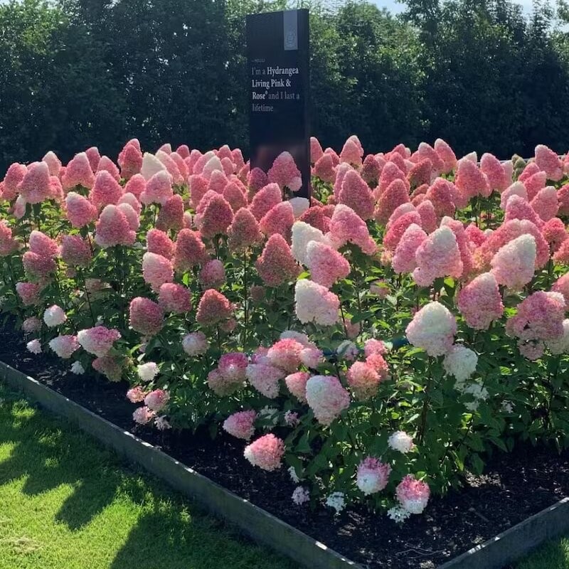 Skarainā hortenzija ,,Living Pink & Rose,, /Hydrangea paniculata/ - C3 kont.