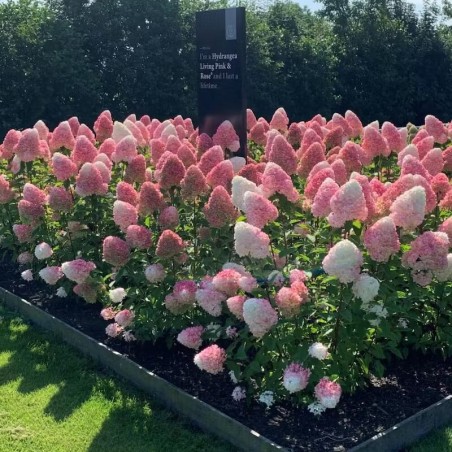 Skarainā hortenzija ,,Living Pink & Rose,, /Hydrangea paniculata/ - C3 kont.