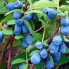 Kamčatkas oga ,,Sinoglaska,, /Lonicera caerulea var. kamtscatica/ - C3 kont.