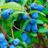 Kamčatkas oga ,,Wojtek,, /Lonicera caerulea var. kamtschatica/ - C3 kont.