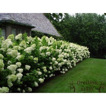 Skarainā hortenzija ,,Limelight,, /Hydrangea paniculata/ - C4 kont.