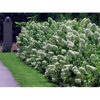 Skarainā hortenzija ,,Limelight,, /Hydrangea paniculata/ - C4 kont.