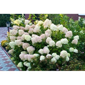 Skarainā hortenzija ,,Limelight,, /Hydrangea paniculata/ - C4 kont.