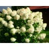 Skarainā hortenzija ,,Limelight,, /Hydrangea paniculata/ - C4 kont.