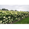 Skarainā hortenzija ,,Limelight,, /Hydrangea paniculata/ - C4 kont.