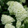 Skarainā hortenzija ,,Limelight,, /Hydrangea paniculata/ - C4 kont.