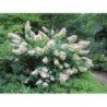 Skarainā hortenzija ,,Kyushu,, /Hydrangea paniculata/ - C4 kont.