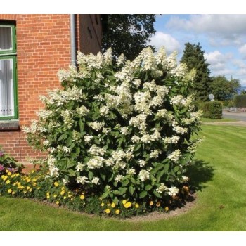 Skarainā hortenzija ,,Kyushu,, /Hydrangea paniculata/ - C4 kont.