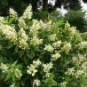 Skarainā hortenzija ,,Kyushu,, /Hydrangea paniculata/ - C4 kont.