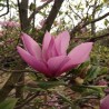 Magnolija 'Susan' /Magnolia/ - C2 kont.