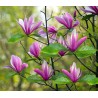 Magnolija 'Susan' /Magnolia/ - C2,5 kont.