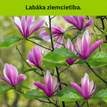 Magnolija 'Susan'...