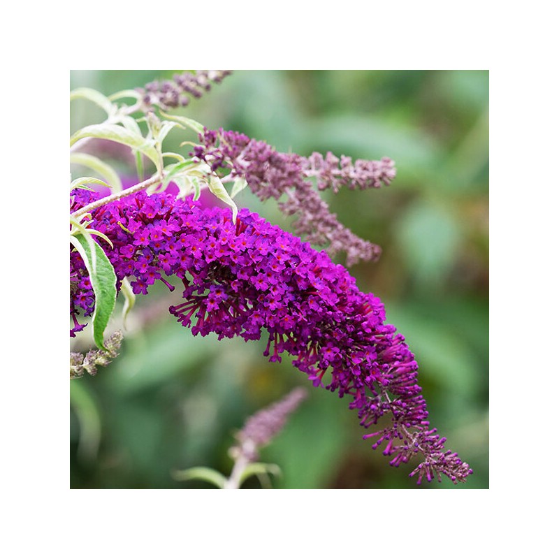 Dāvida budleja "Nanho Purple"/Buddleja davidii/ - C2 kont.