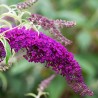 Dāvida budleja "Nanho Purple"/Buddleja davidii/ - C2 kont.