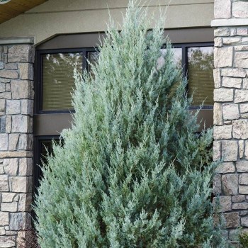 Klinškalnu kadiķis ,,Moonglow,, /Juniperus scopulorum/ - C2 kont. 45-60 cm.